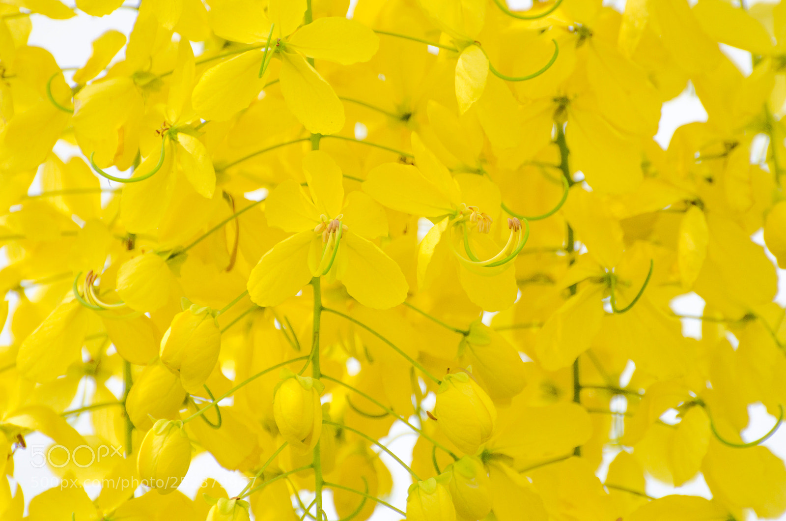 Nikon D5100 sample photo. Golden shower tree photography