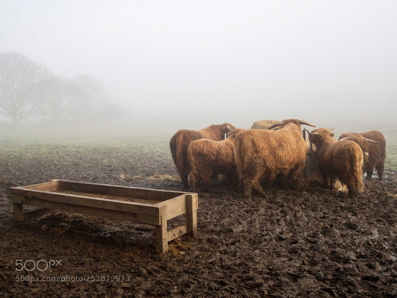 Olympus PEN-F sample photo. Misty morning in the photography