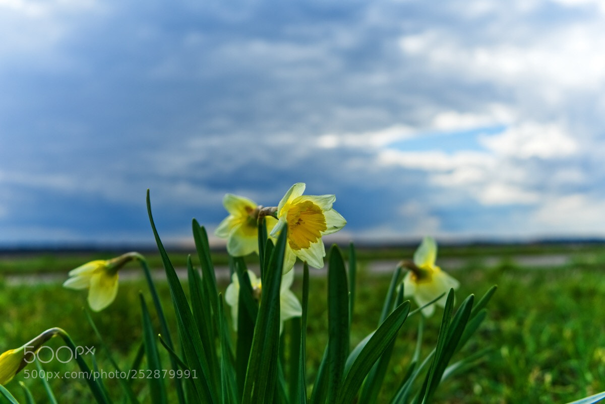 Sony a7 II sample photo. 34 /365  photography