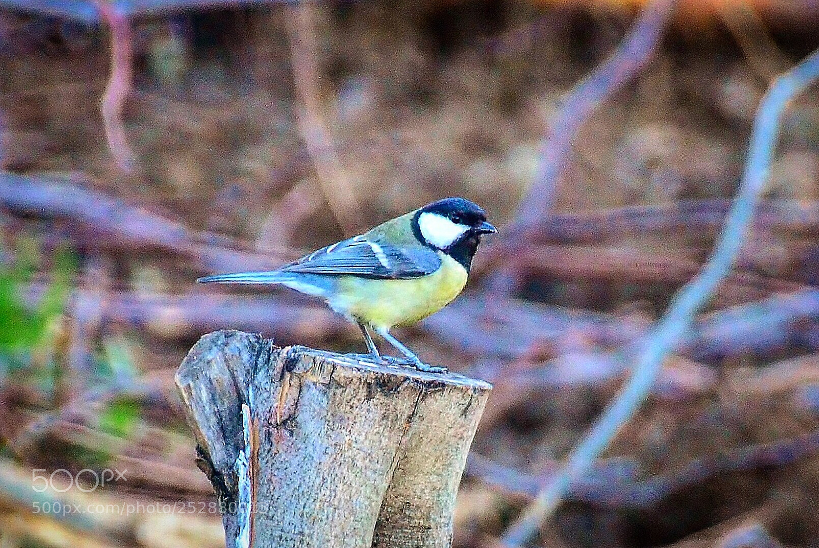 Nikon D7000 sample photo. Cute bird photography