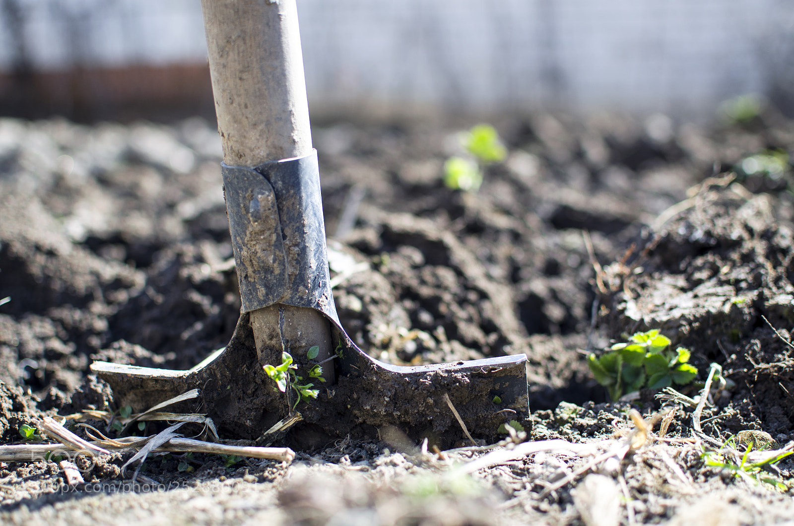 Nikon D5100 sample photo. Dig garden photography