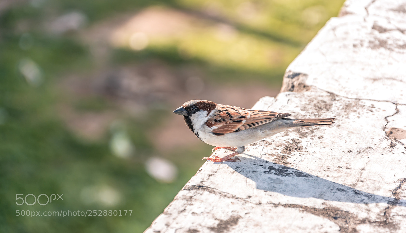 Nikon D5200 sample photo. Sparrow, the extinct bird photography