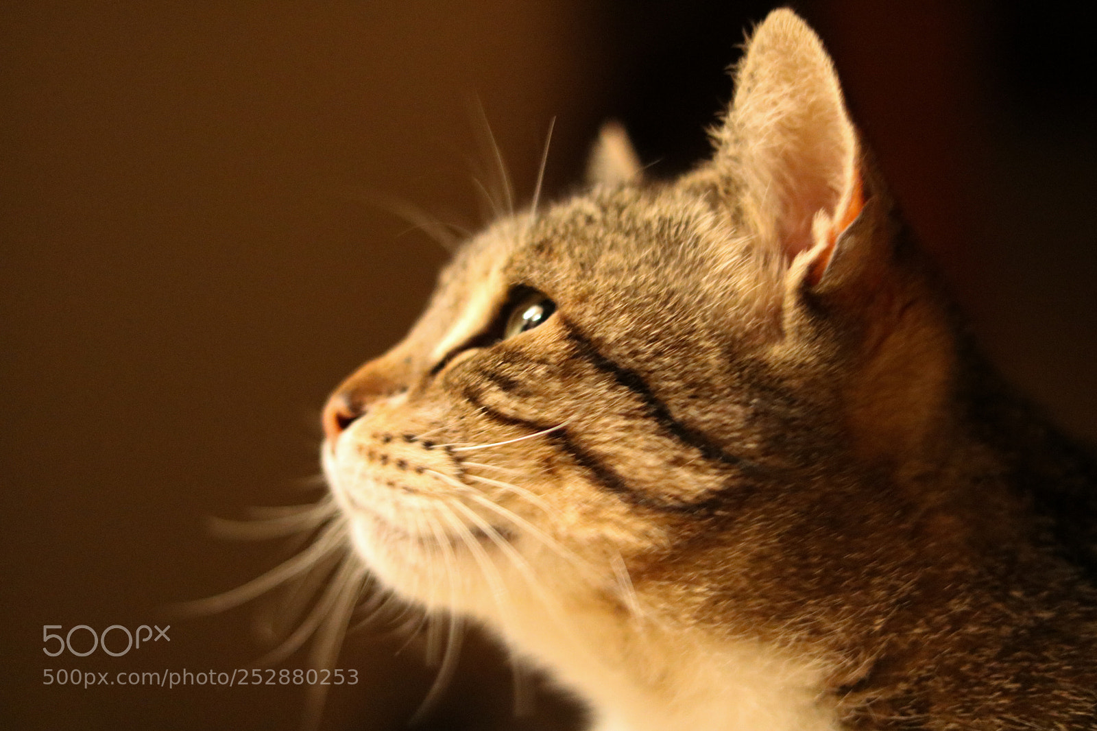 Canon EOS 750D (EOS Rebel T6i / EOS Kiss X8i) sample photo. Makros photography