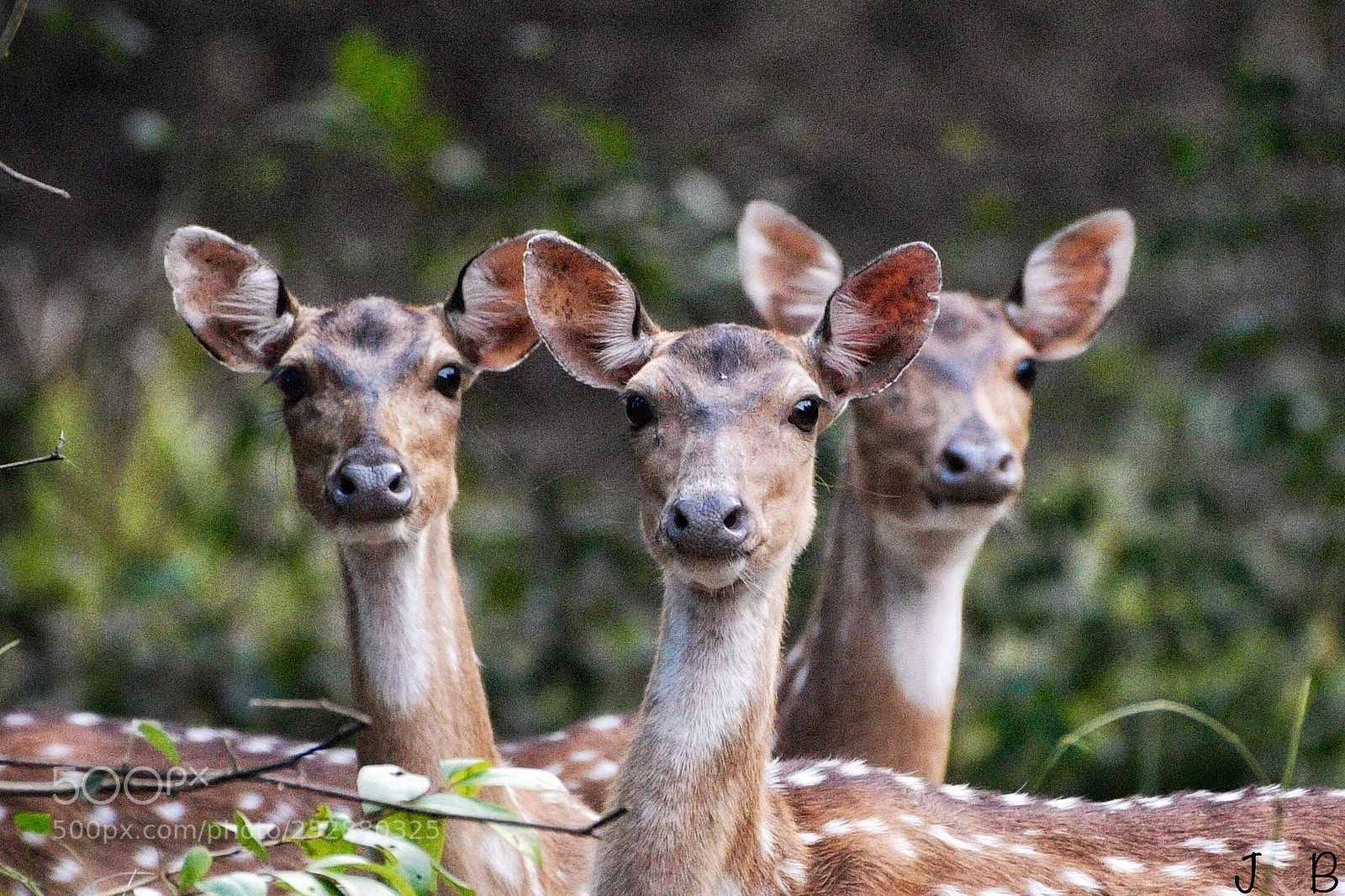 Nikon D500 sample photo. Cute spotted trio photography