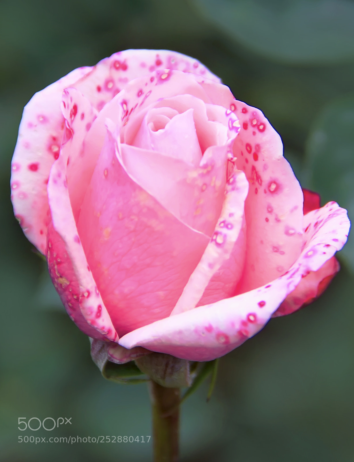 Canon EOS 7D sample photo. Rose photography