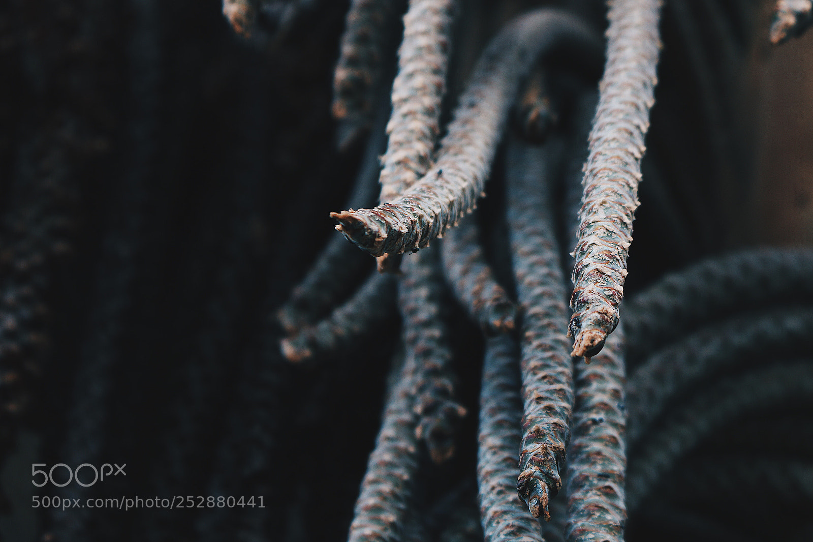 Canon EOS 70D sample photo. “tentacles” photography