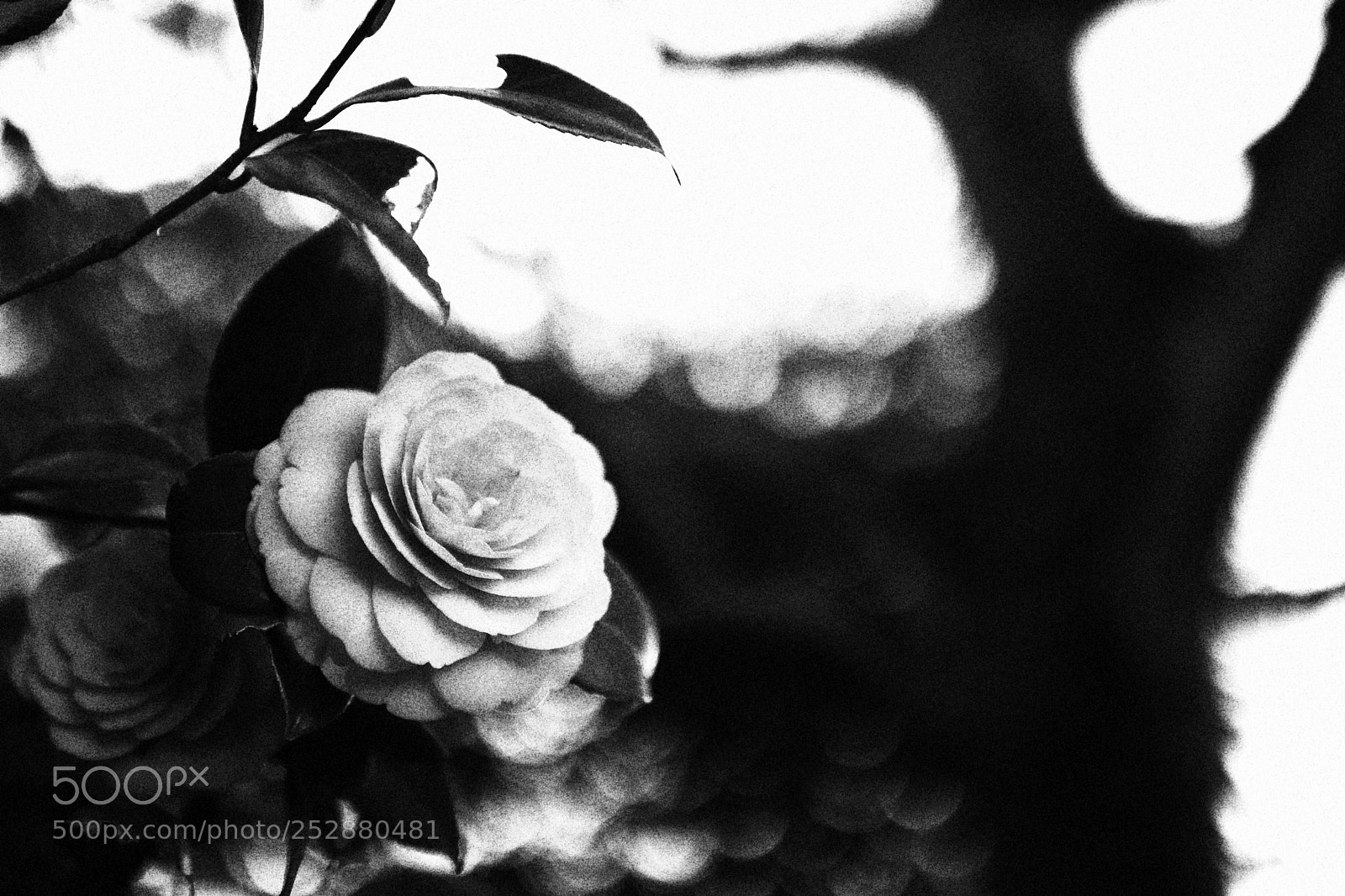 Canon EOS 80D sample photo. Camellia black and white photography