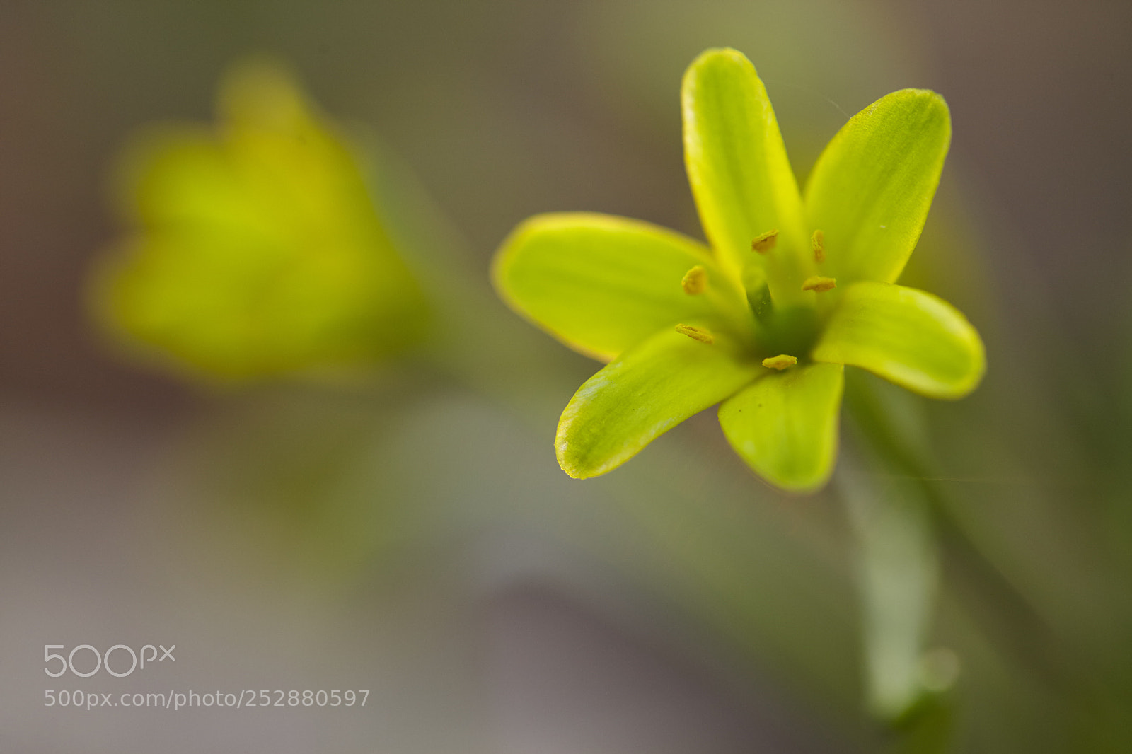 Canon EOS 5D Mark II sample photo. Spring photography