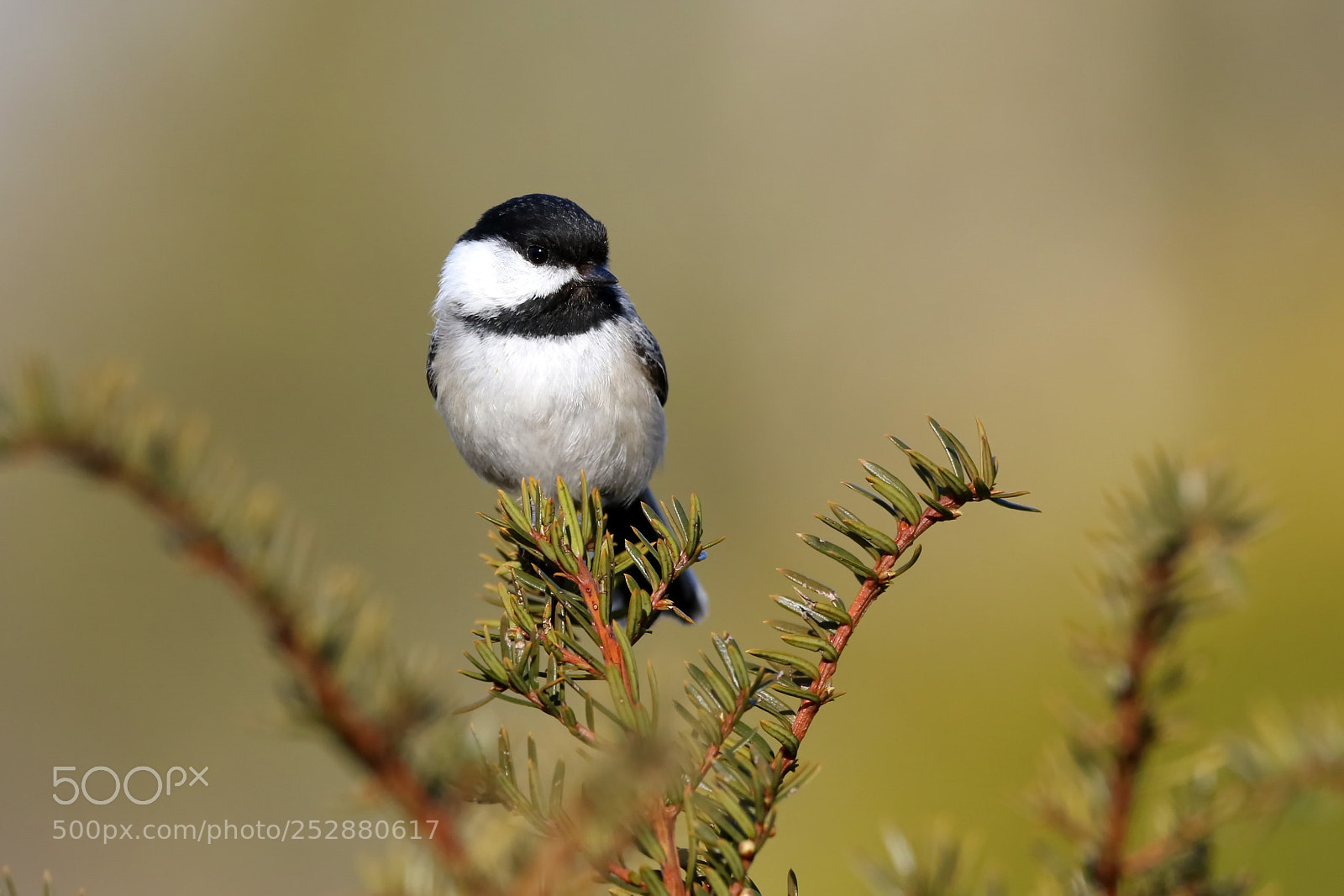 Canon EOS 7D Mark II sample photo. Chickadee photography