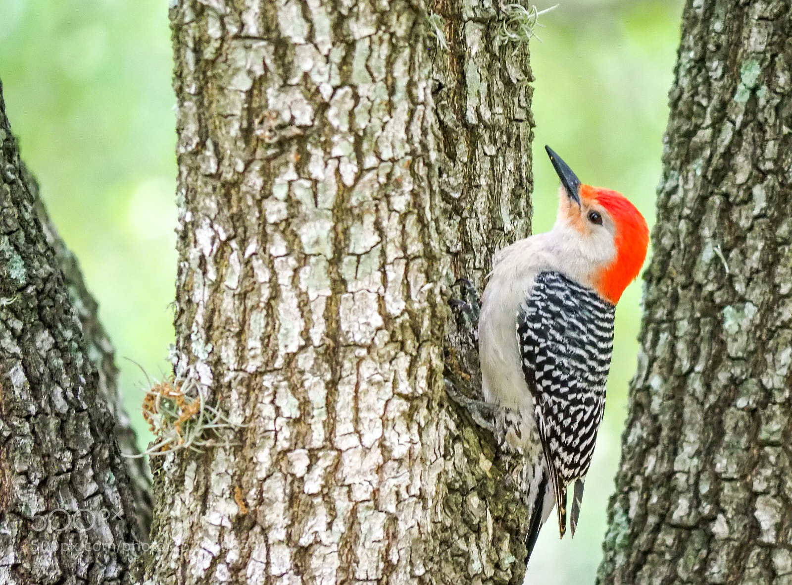 Olympus OM-D E-M1 Mark II sample photo. Woodpecker photography