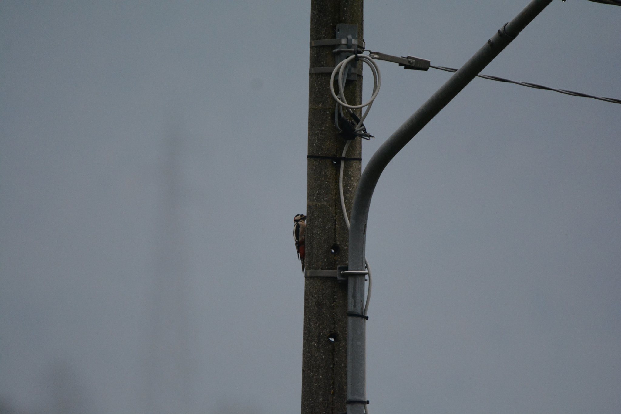 Nikon D5200 sample photo. Urban trees photography
