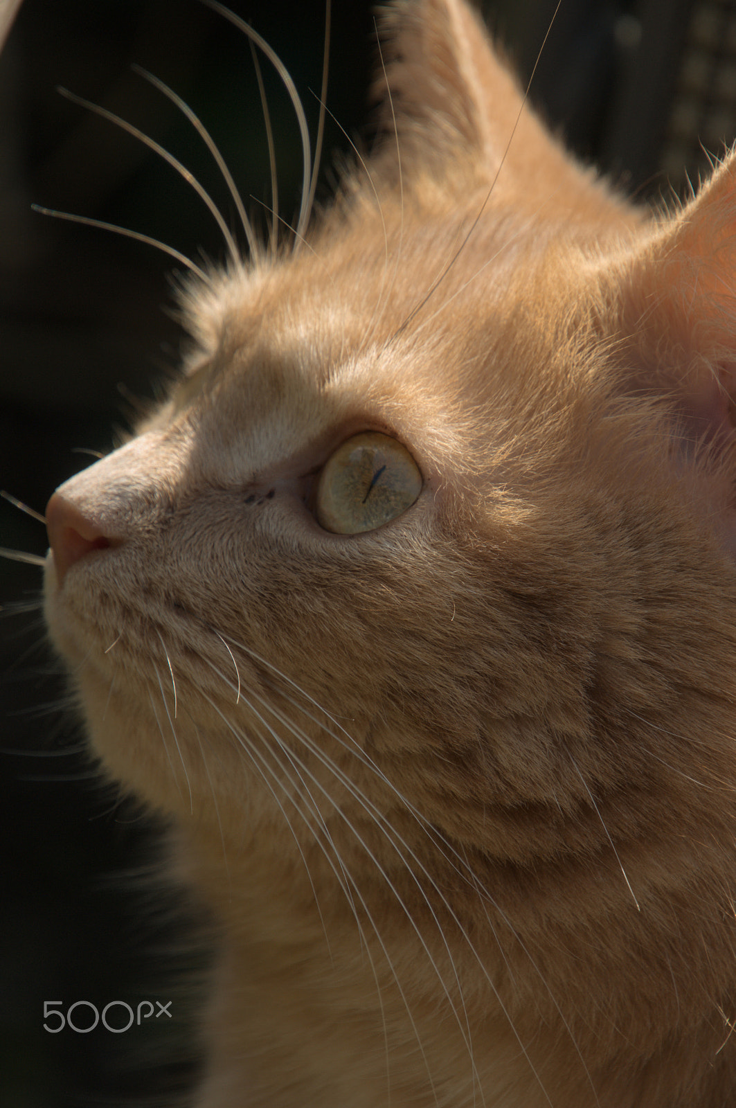 Nikon D300 sample photo. Putty photography