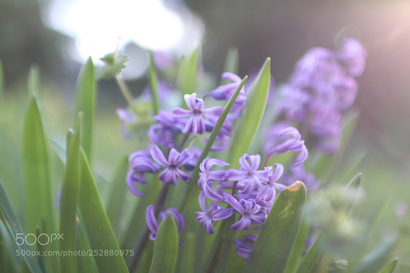 Canon EOS 80D sample photo. Hyacinth photography