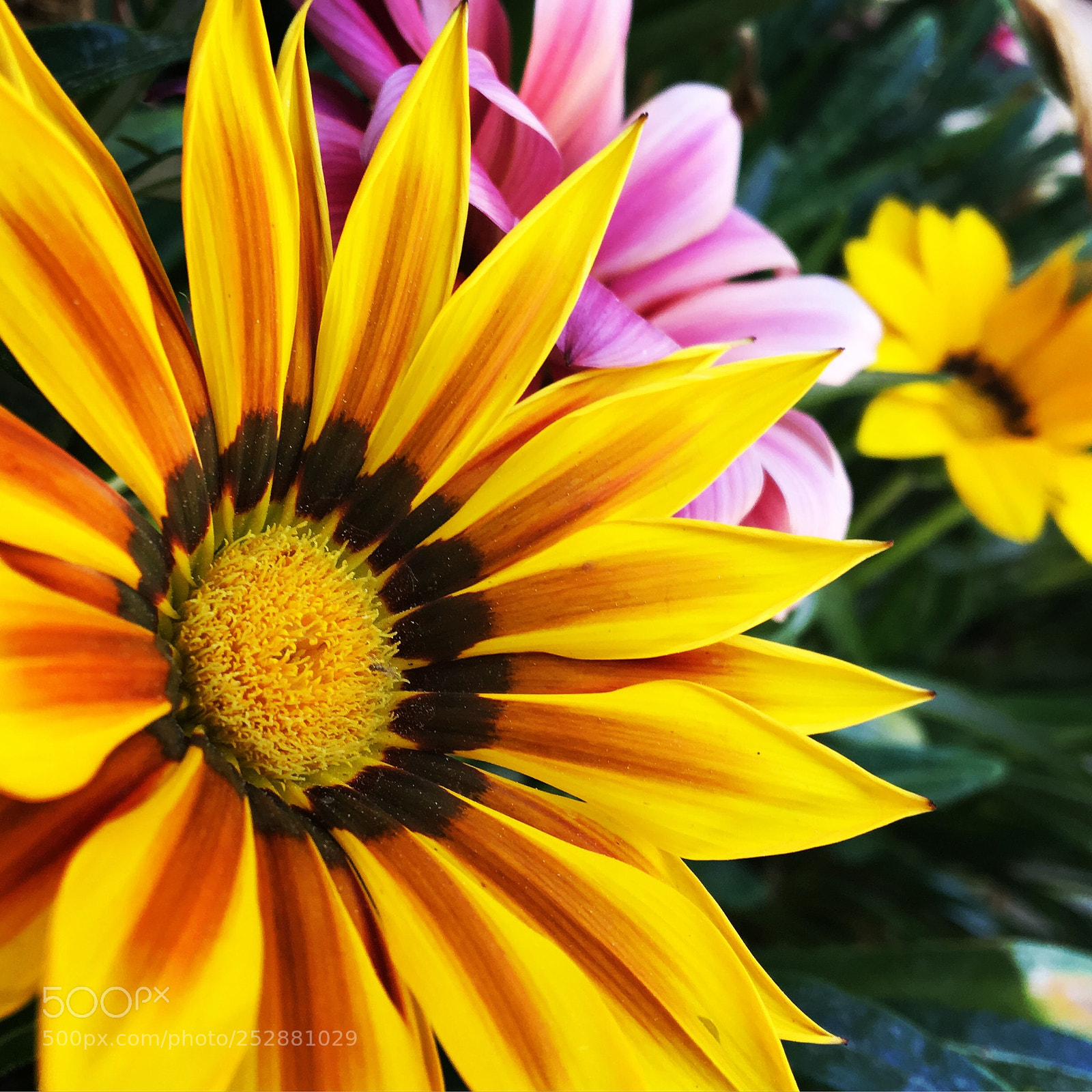 Apple iPhone 6s sample photo. Beautiful flowers photography