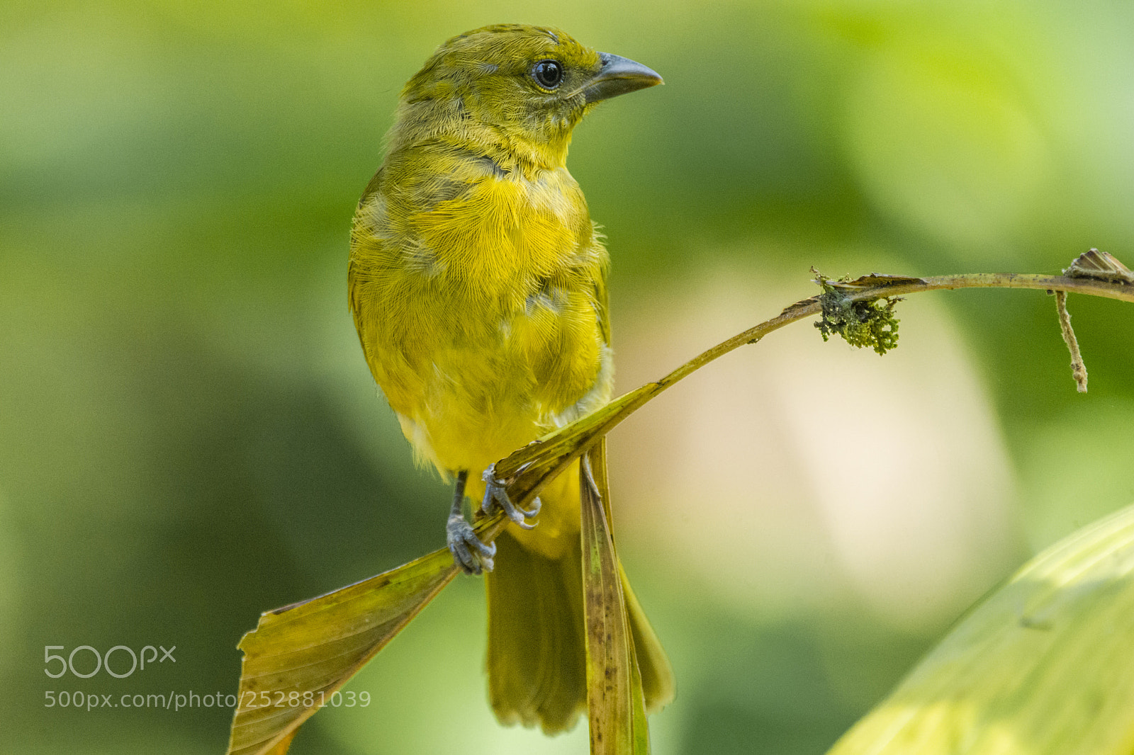 Nikon D7100 sample photo. Hepatic tanager (juvenile) photography
