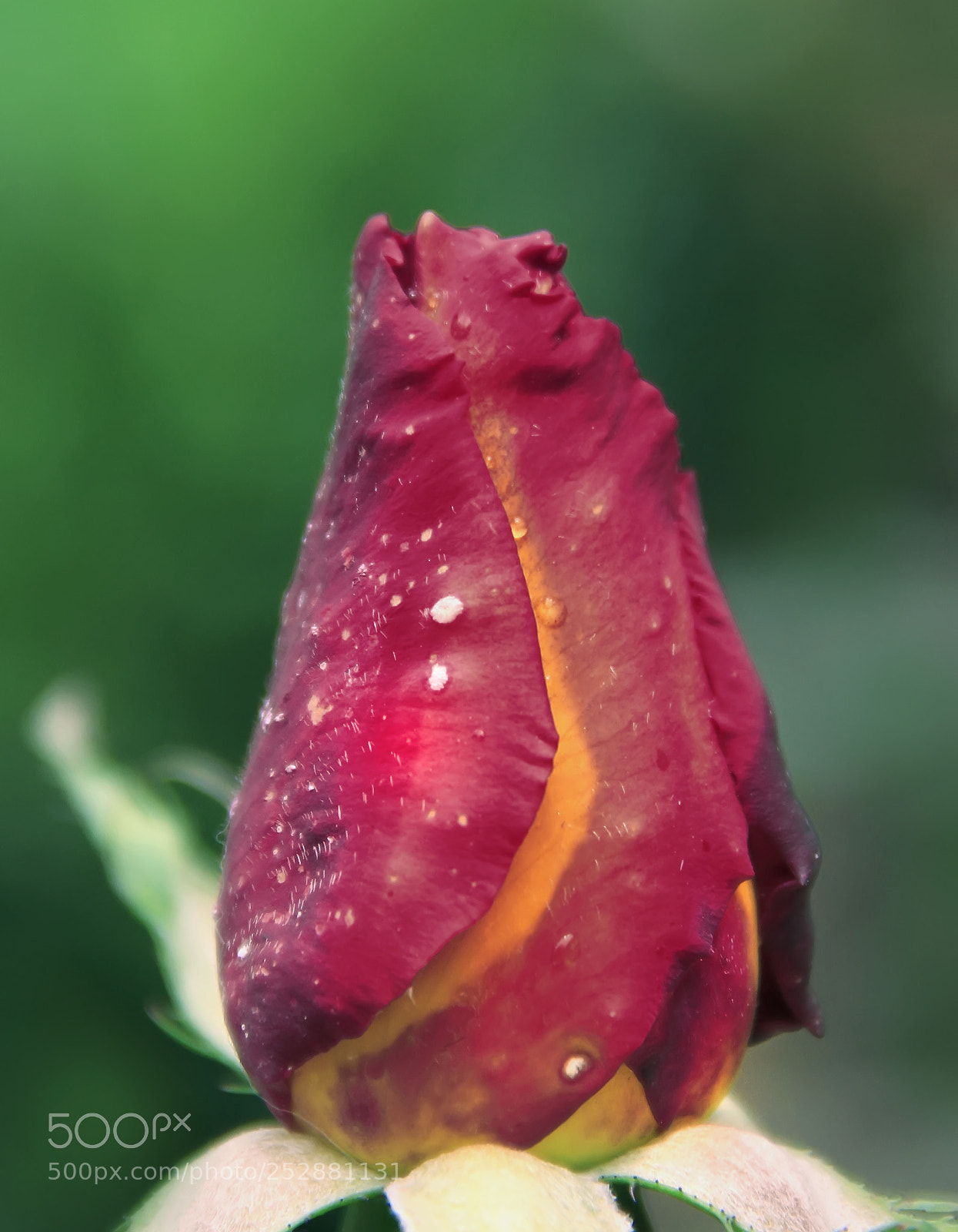 Canon EOS 7D sample photo. Rose photography