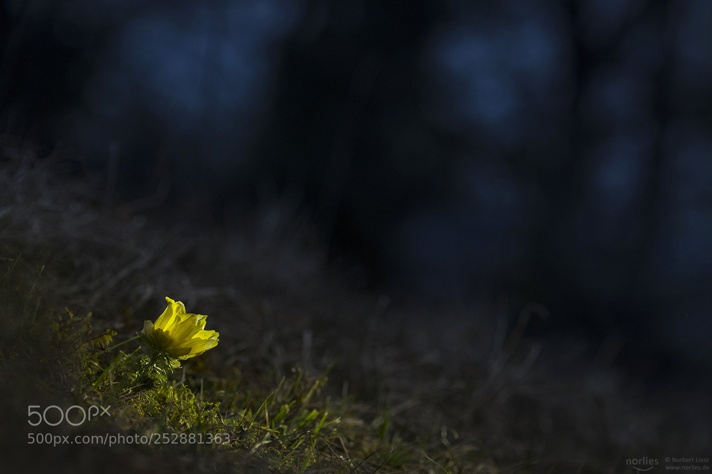 Nikon D850 sample photo. Adonis in the light photography