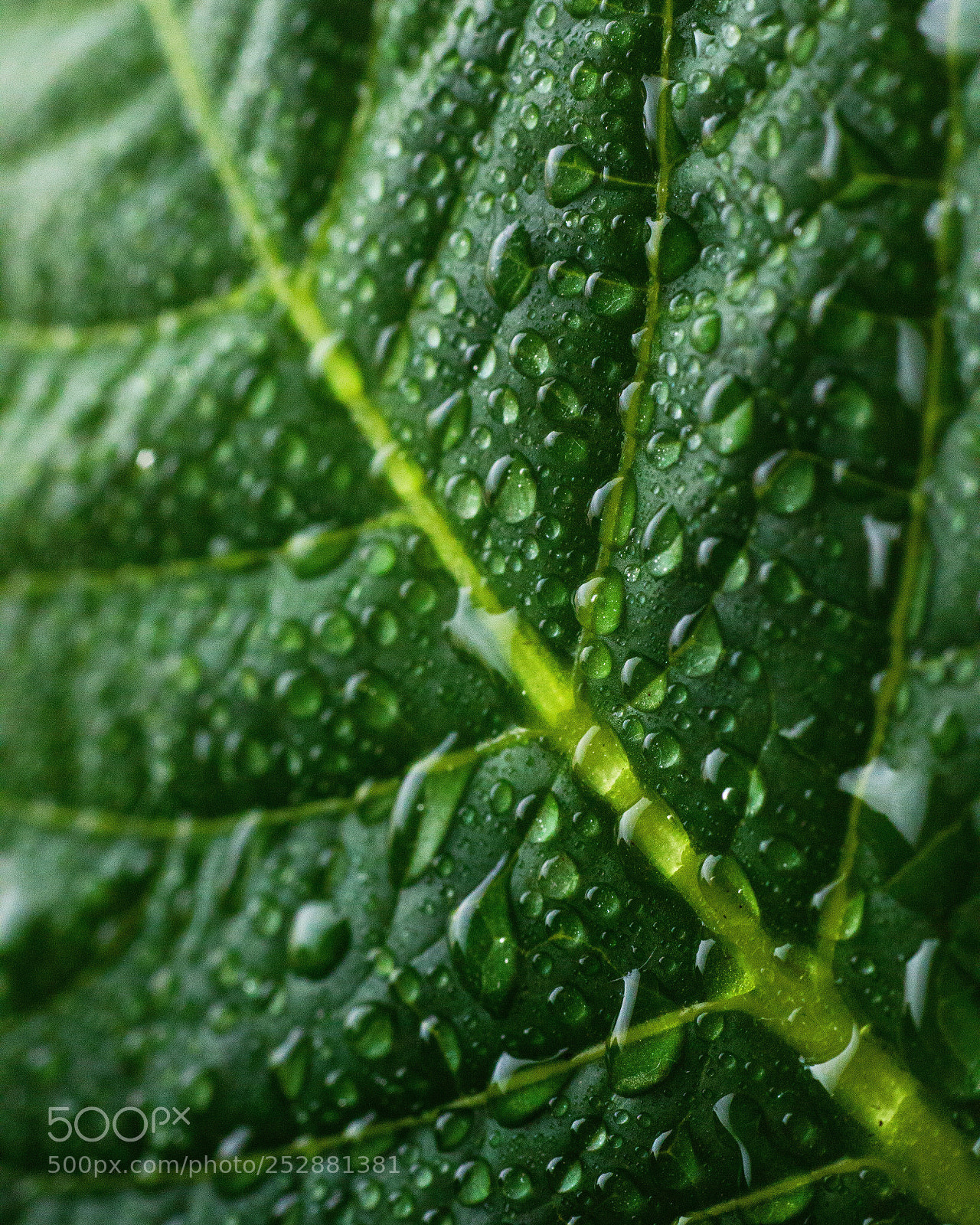 Canon EOS 600D (Rebel EOS T3i / EOS Kiss X5) sample photo. Green leaf with waterdrops  photography