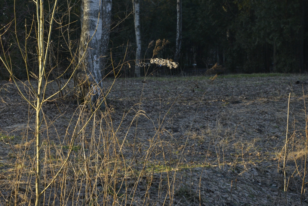 Nikon D600 sample photo. Afbf orig photography