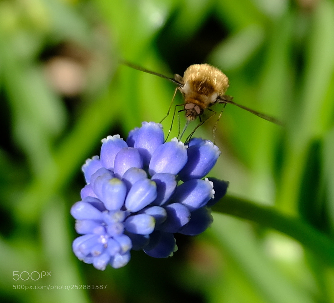 Fujifilm X-Pro2 sample photo. Wild bee. photography