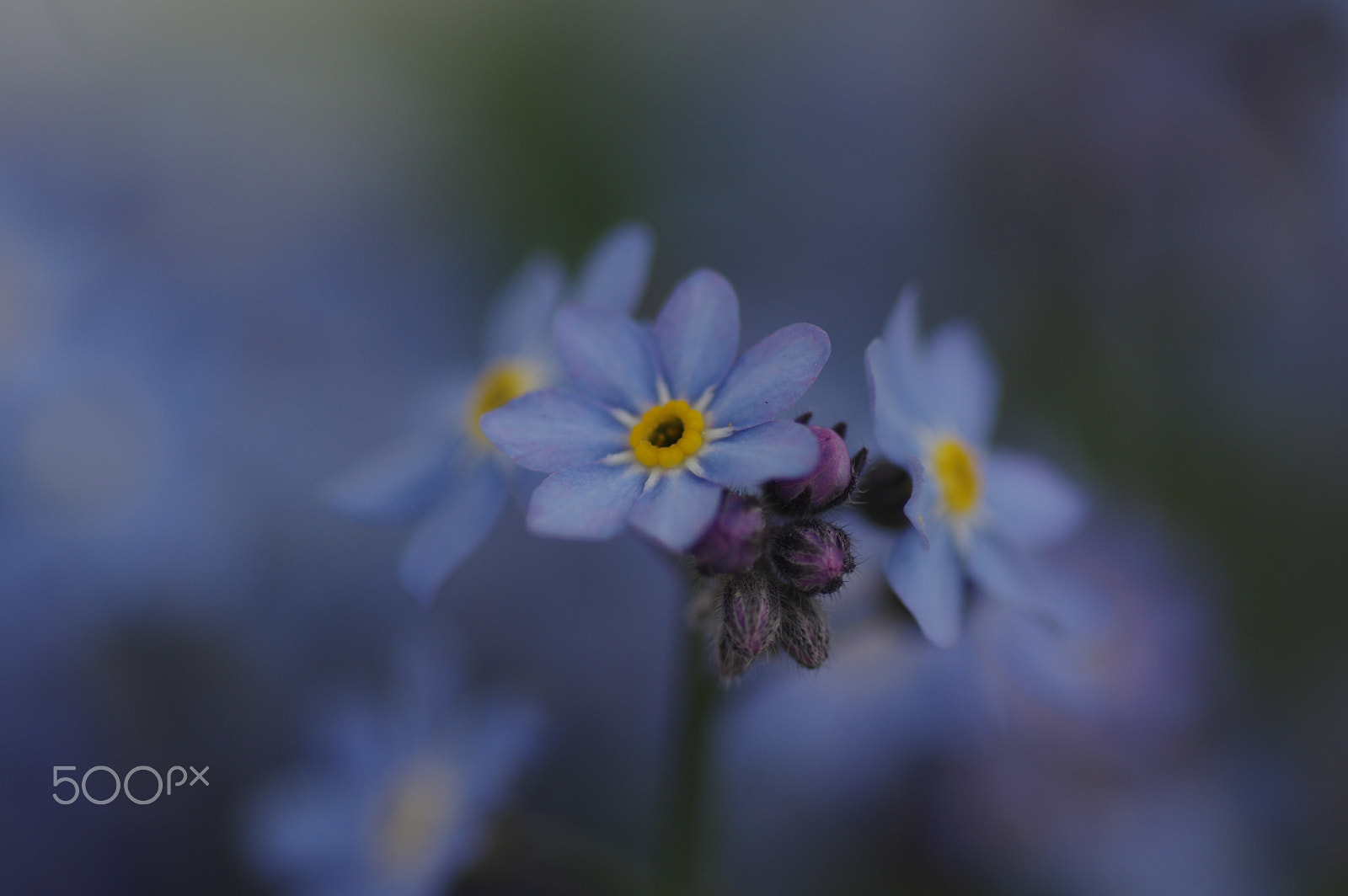 Pentax K-3 II + Pentax smc D-FA 100mm F2.8 Macro WR sample photo. Blue myosotis photography