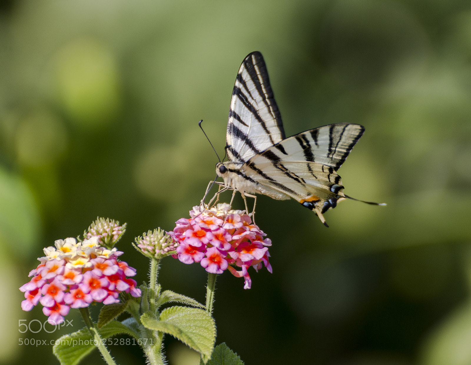 Canon EOS 70D sample photo. Scarce swallowtail photography