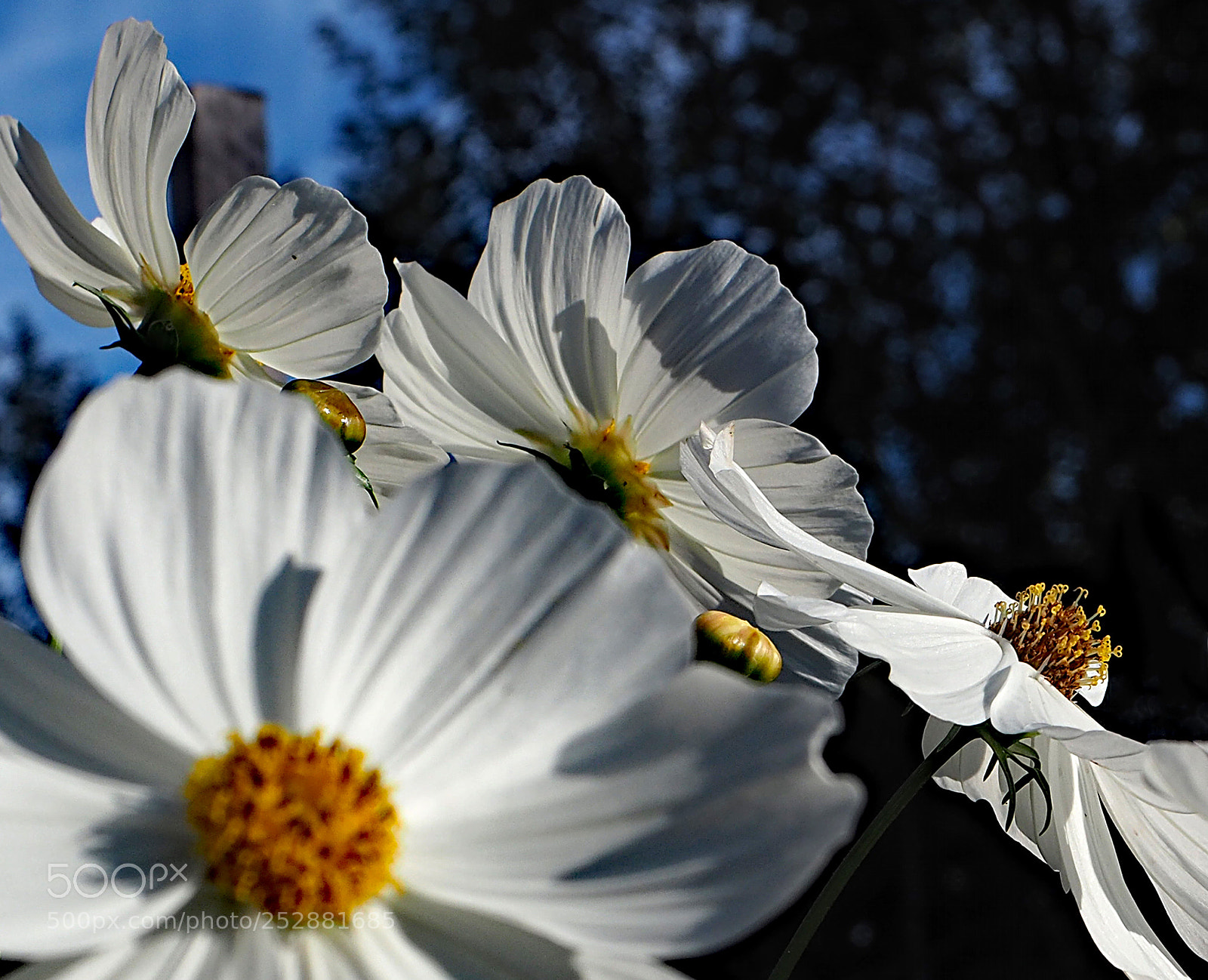 Olympus OM-D E-M5 II sample photo. Butterfly flowers. photography