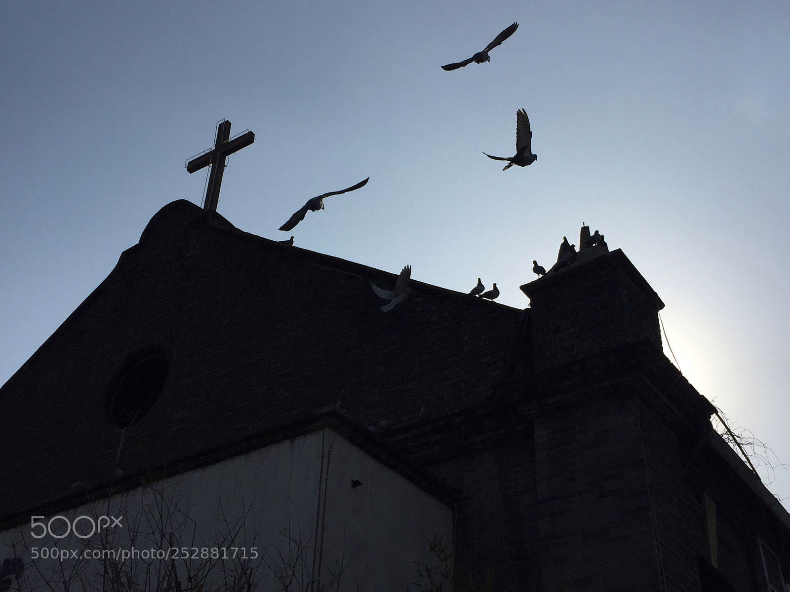 Apple iPhone 6 sample photo. Pigeon on the roof photography