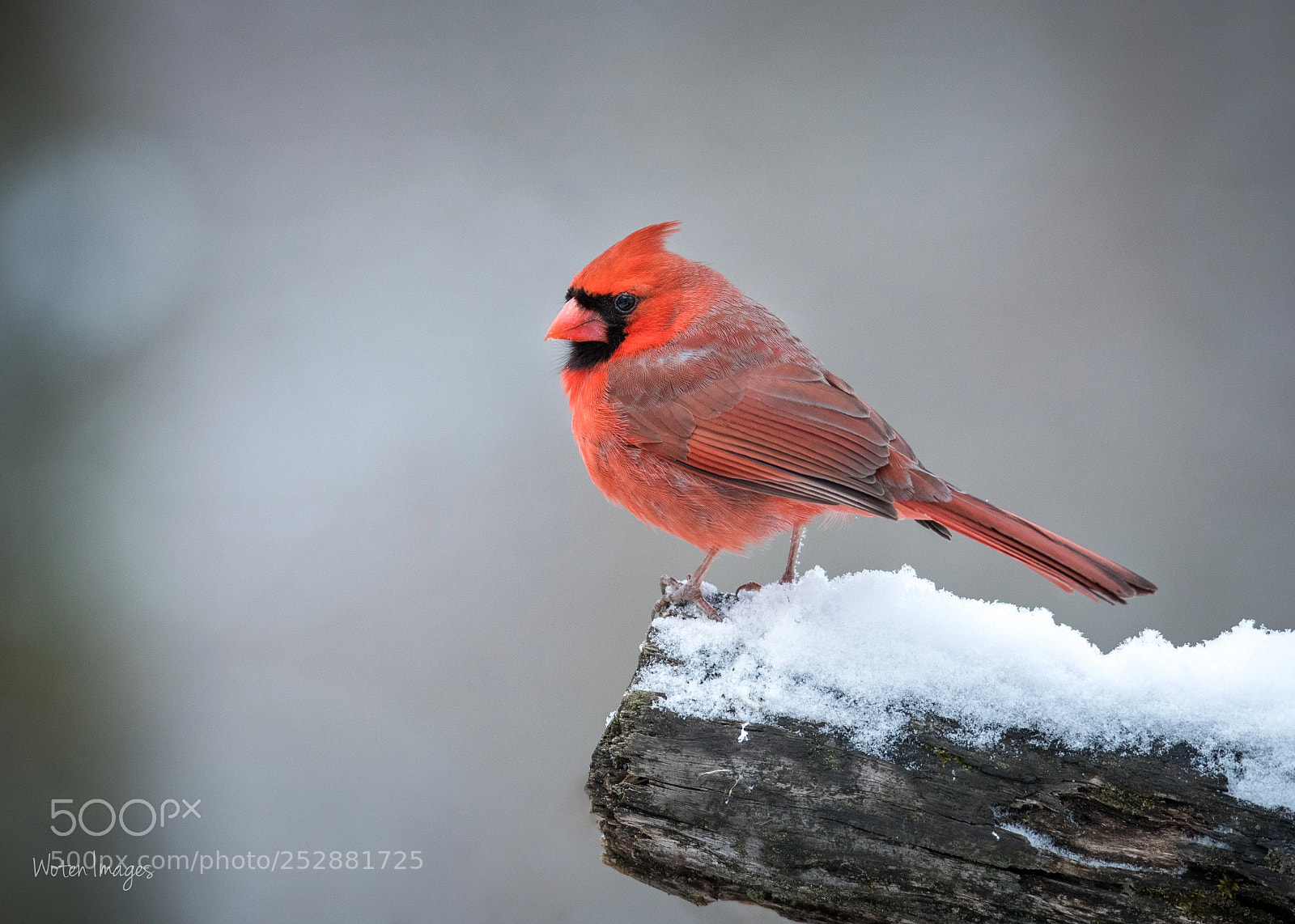 Nikon D500 sample photo. Cardinal looking for spring photography