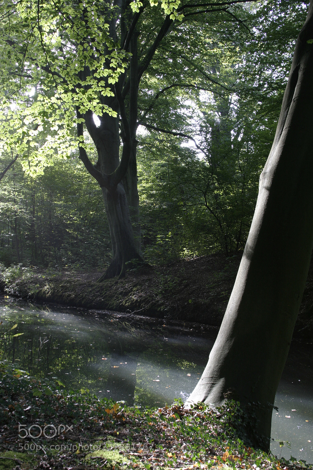 Canon EOS 10D sample photo. Elswout photography
