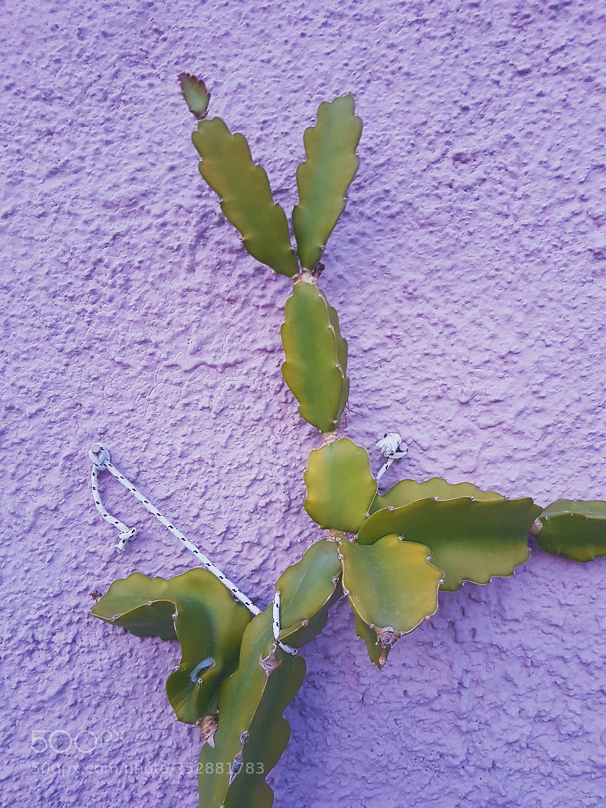 Samsung Galaxy S7 sample photo. Untitled photography