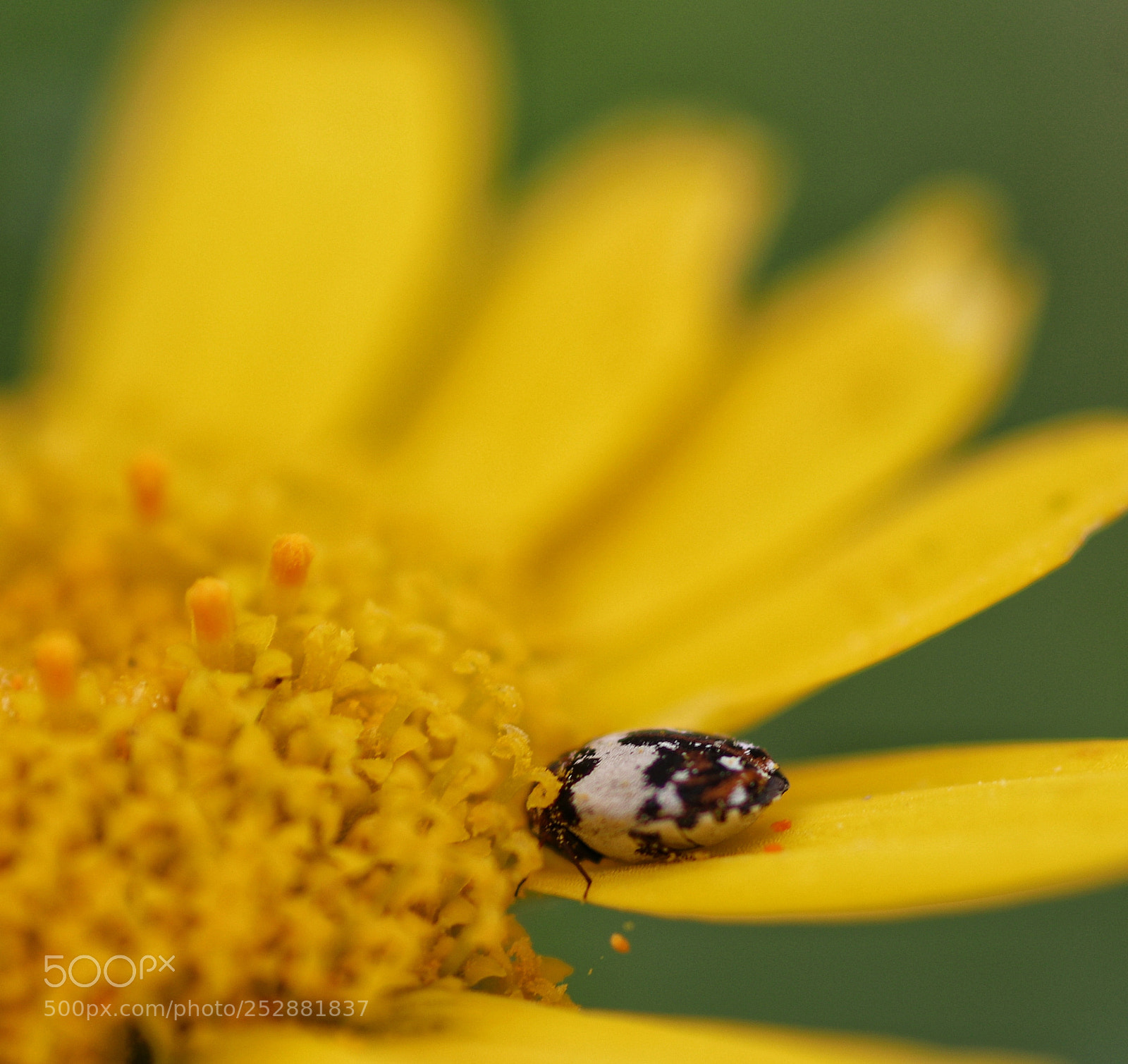 Canon EOS 80D sample photo. Macro photography