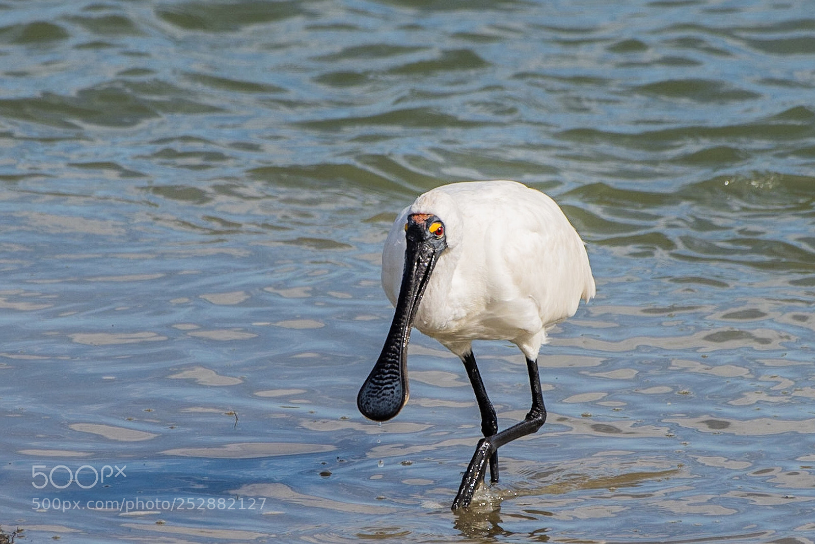 Nikon D500 sample photo. Royal spoonbill kotuku ngutupapa photography