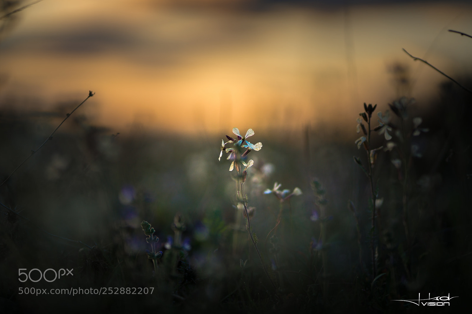 Sony a7R II sample photo. ?????? photography
