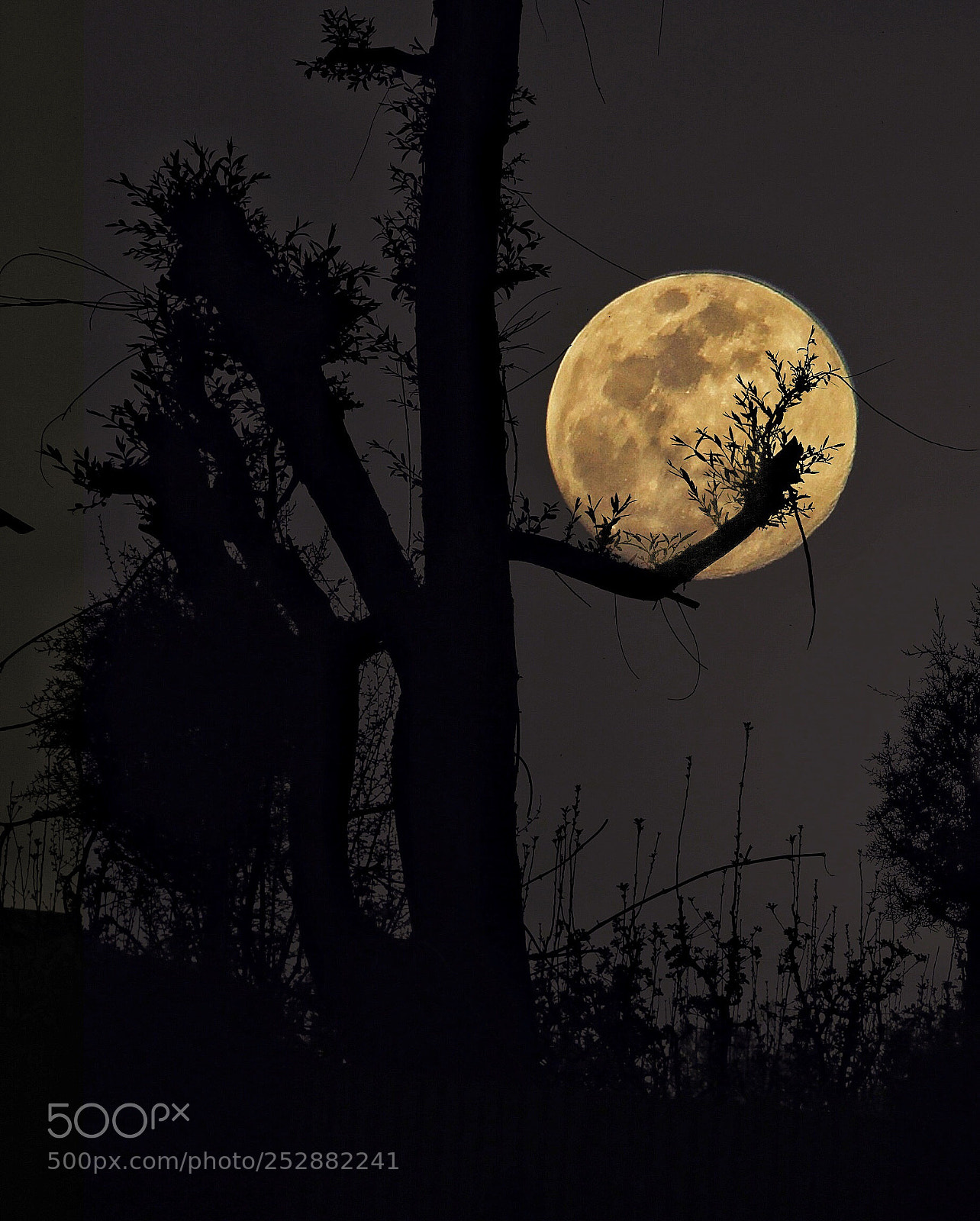 Canon EOS 700D (EOS Rebel T5i / EOS Kiss X7i) sample photo. Moon vs tree photography
