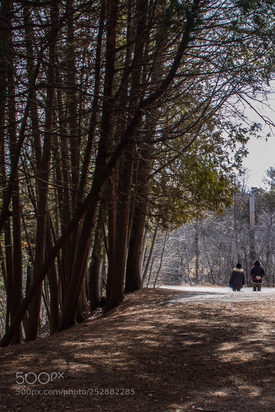 Canon EOS 750D (EOS Rebel T6i / EOS Kiss X8i) sample photo. Morning walk  photography