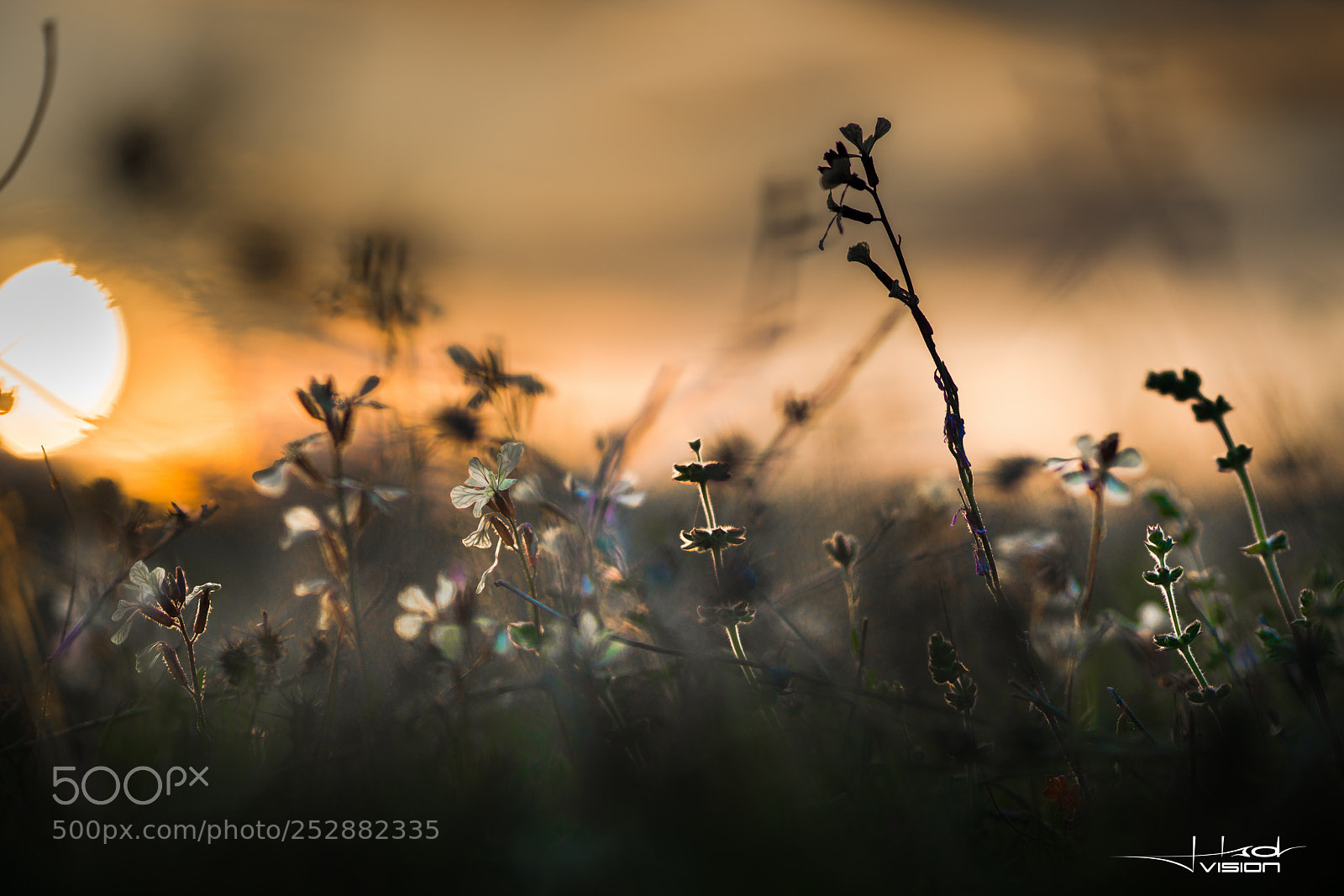 Sony a7R II sample photo. ?????? photography