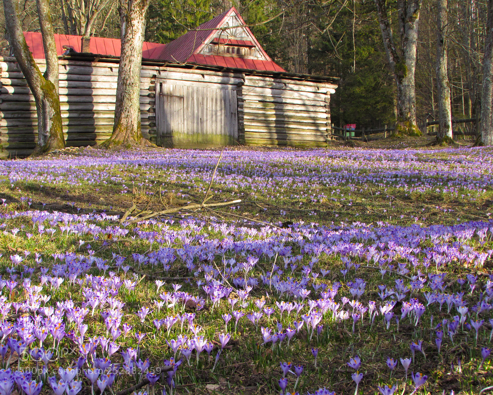 Canon PowerShot SX510 HS sample photo. Purple blossom photography
