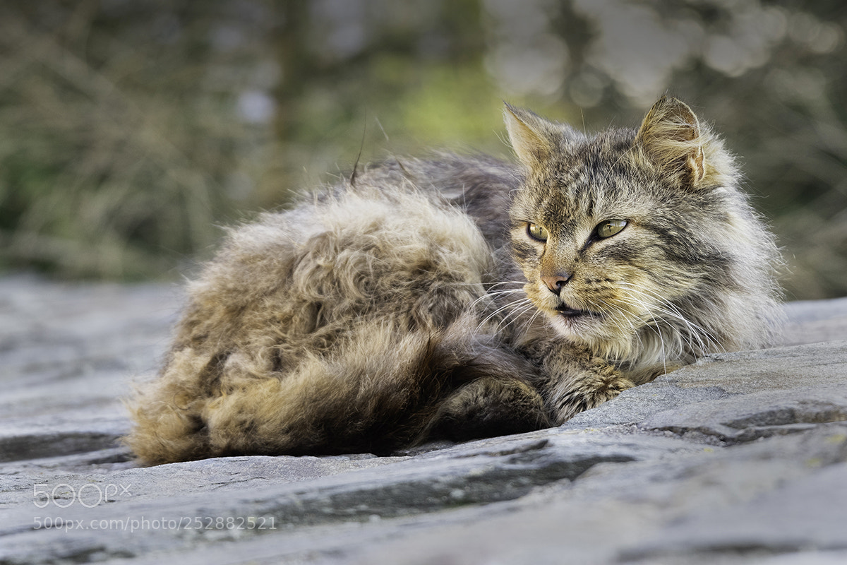 Pentax K-3 sample photo. Scruffy cat photography