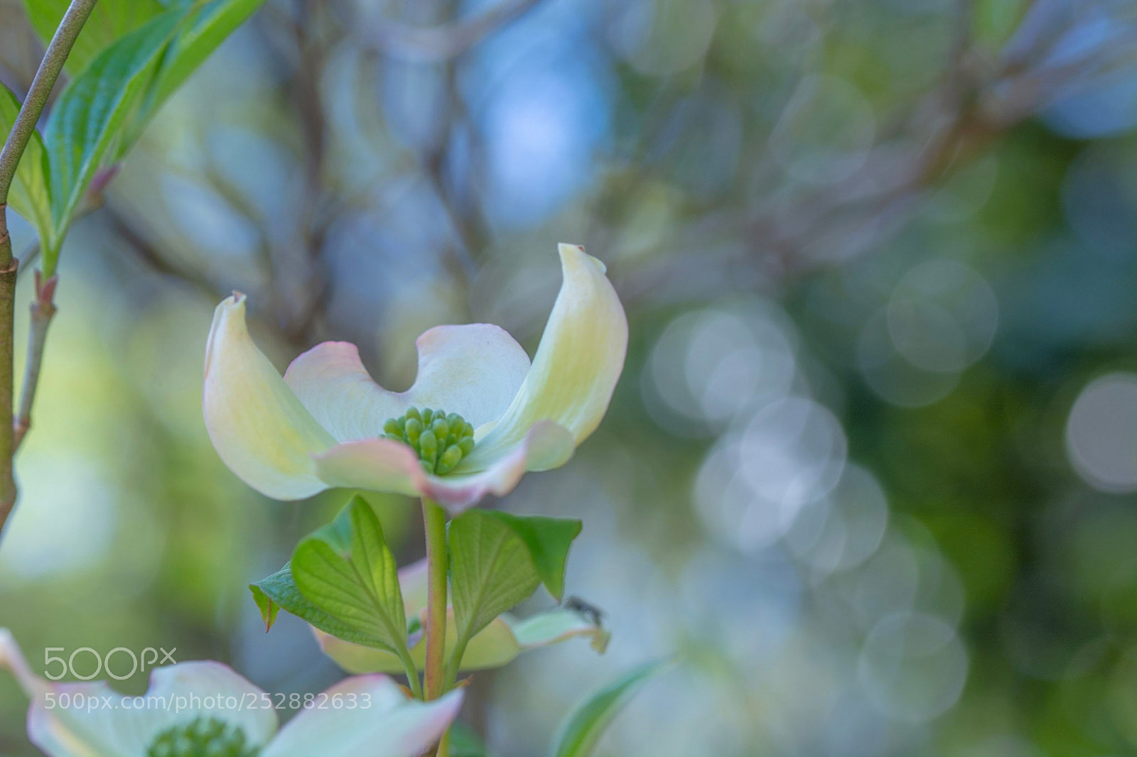 Nikon D7100 sample photo. ヽ(￣▽￣)ノ photography