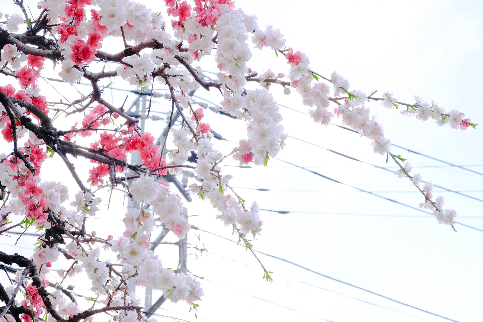 Fujifilm X-T2 sample photo. Kodaira tokyo yesterday photography