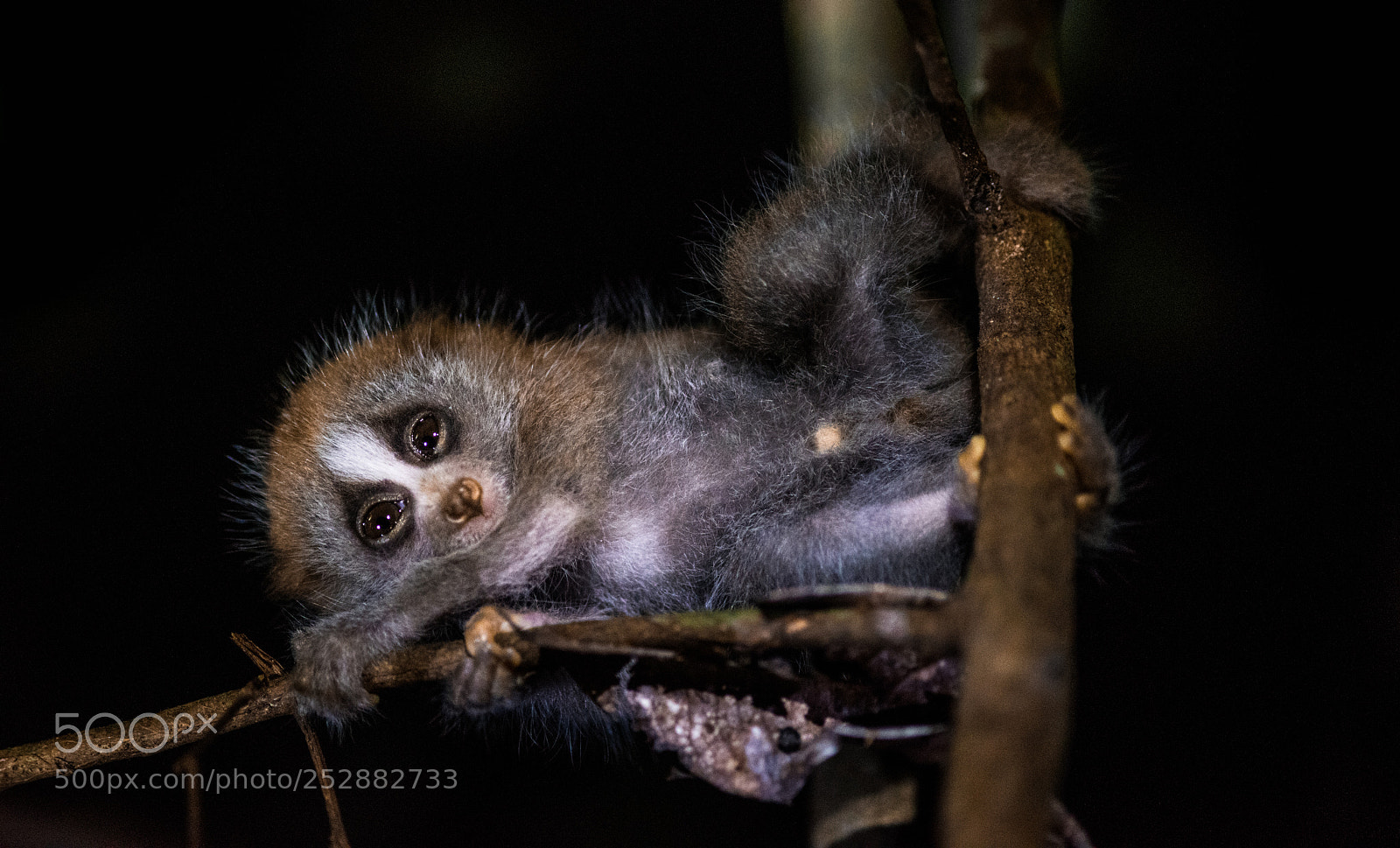 Nikon D810 sample photo. Slow loris baby photography