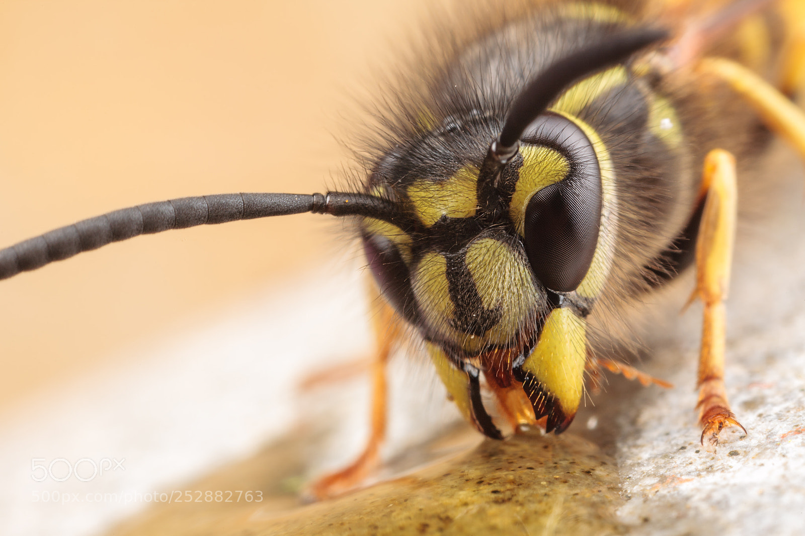 Canon EOS 5D sample photo. Common wasp photography