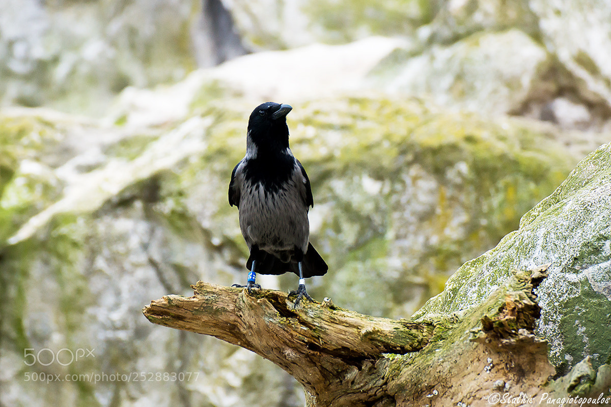 Sony SLT-A77 sample photo. Hooded crow photography