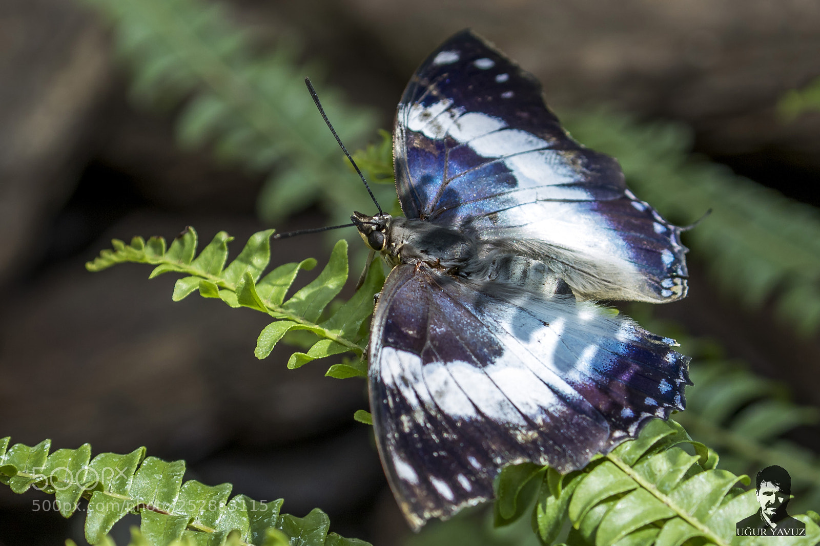 Canon EOS 7D Mark II sample photo. *** photography
