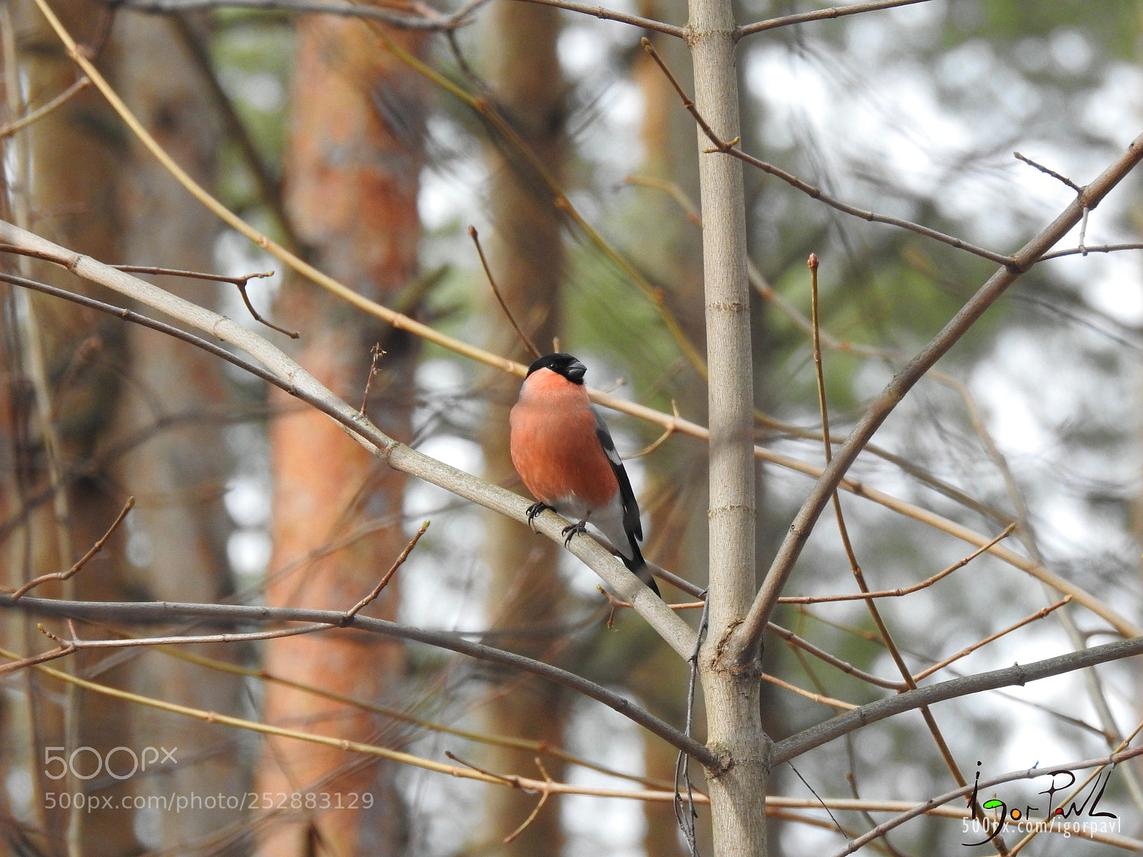 Nikon Coolpix P900 sample photo. Forest bird. bullfinch photography