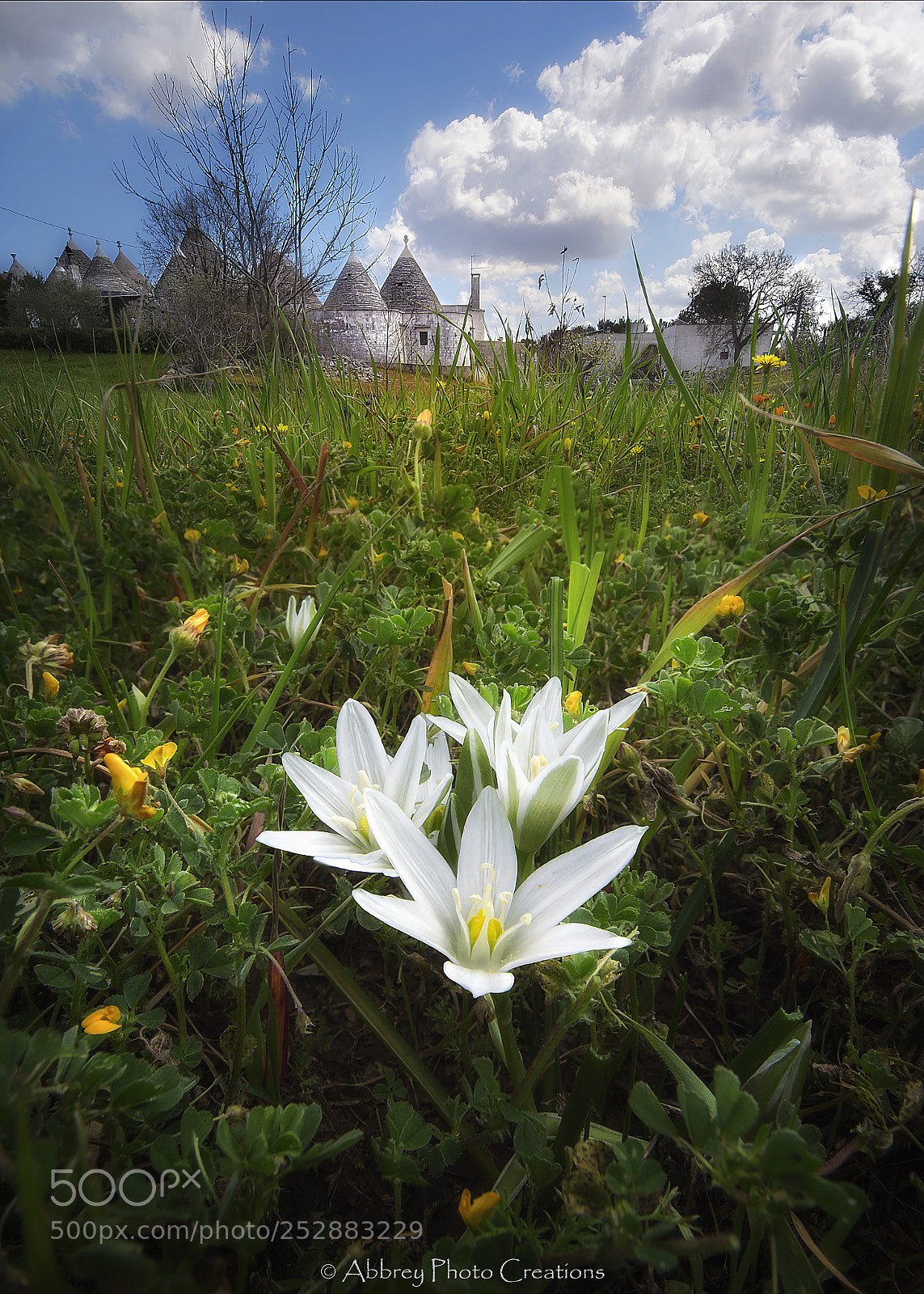 Nikon D7200 sample photo. Spring in the valley photography