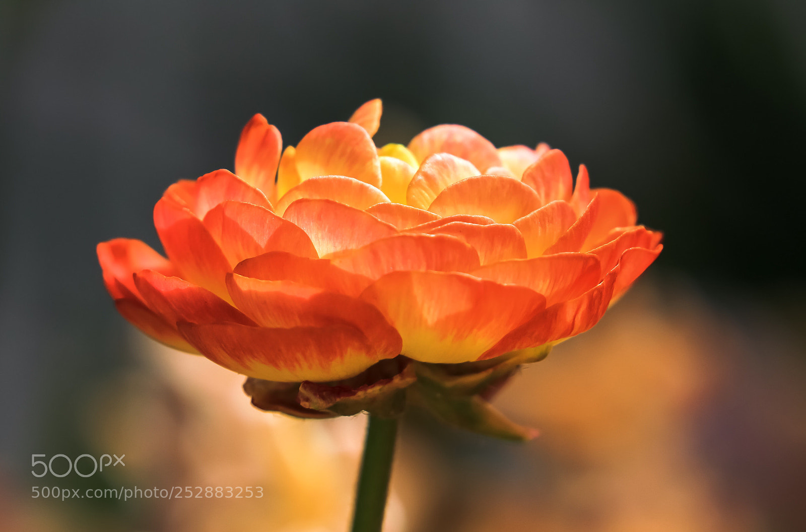 Canon EOS 60D sample photo. Blooming photography