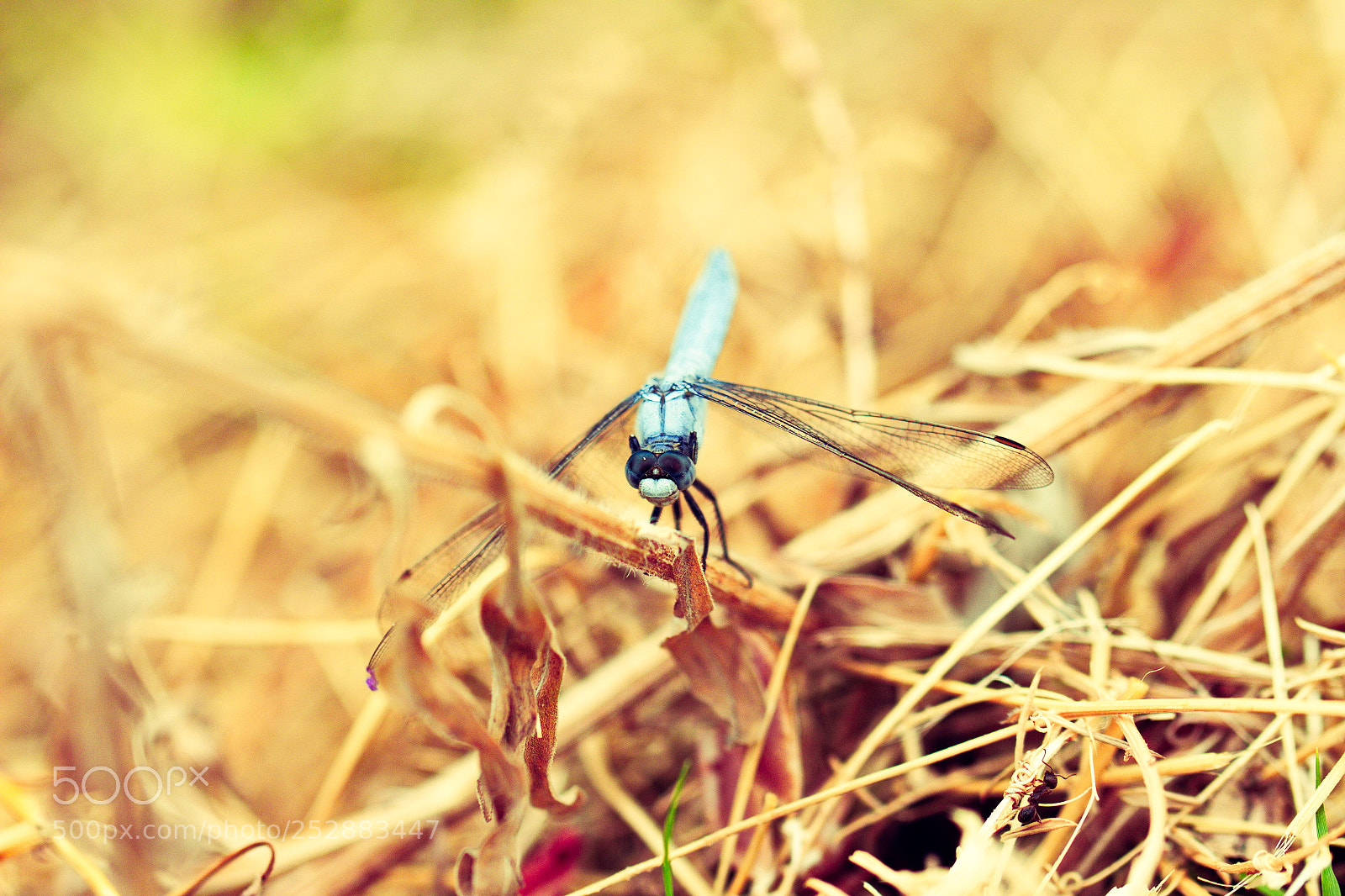 Canon EOS 700D (EOS Rebel T5i / EOS Kiss X7i) sample photo. Edinrude photography