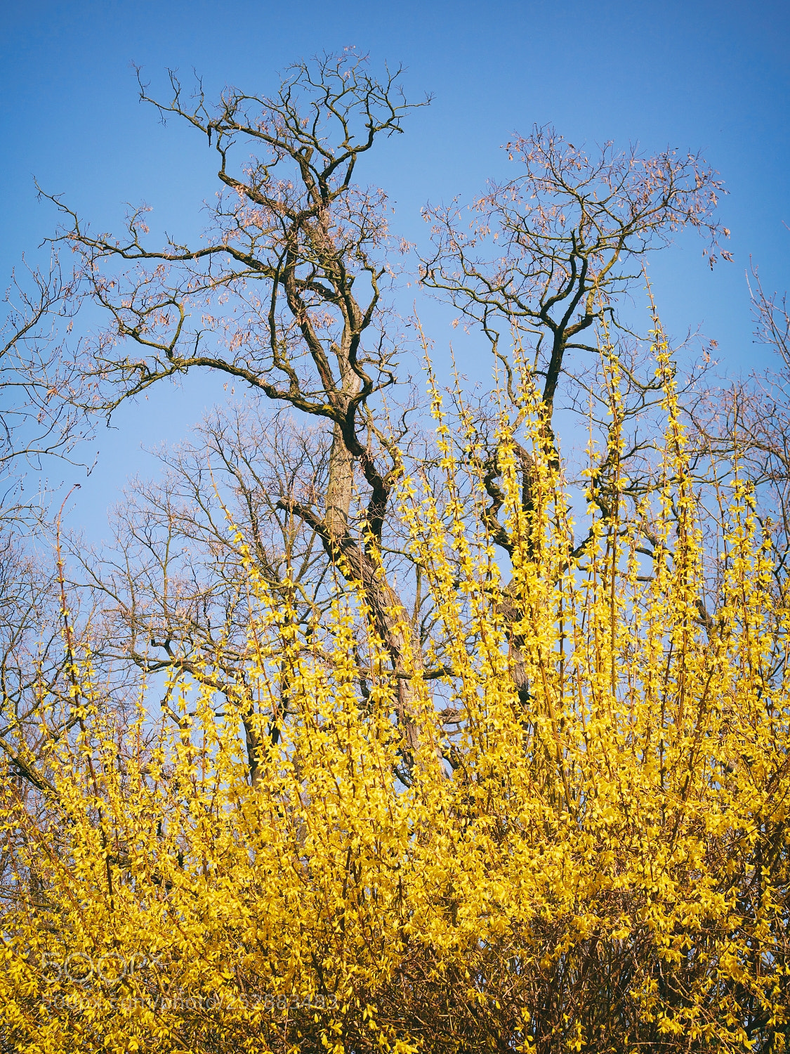Panasonic Lumix DMC-GX85 (Lumix DMC-GX80 / Lumix DMC-GX7 Mark II) sample photo. Spring contrast ... photography